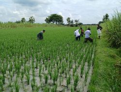 Berharap Tanaman Padi Bersih dari Rumput Babinsa Turun Sawah