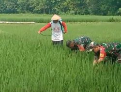 Antisipasi Hama Wereng, Babinsa Dampingi Petani Semprot Tanaman Padi