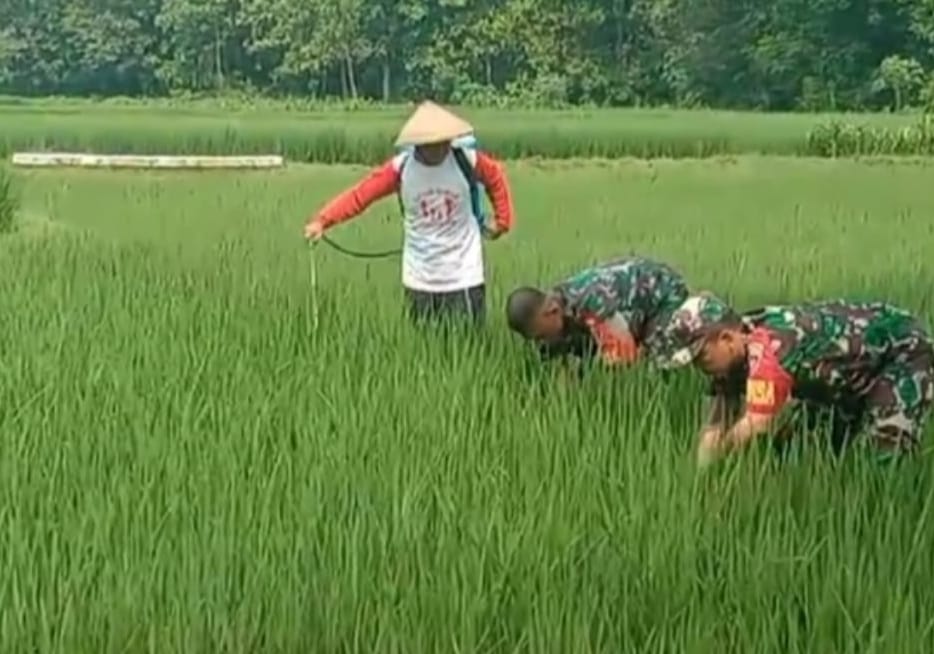 Antisipasi Hama Wereng, Babinsa Dampingi Petani Semprot Tanaman Padi