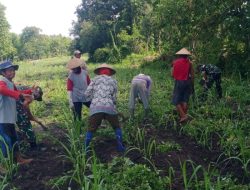 Babinsa Membantu Petani Bersihkan Rumput Di Lahan Jagung