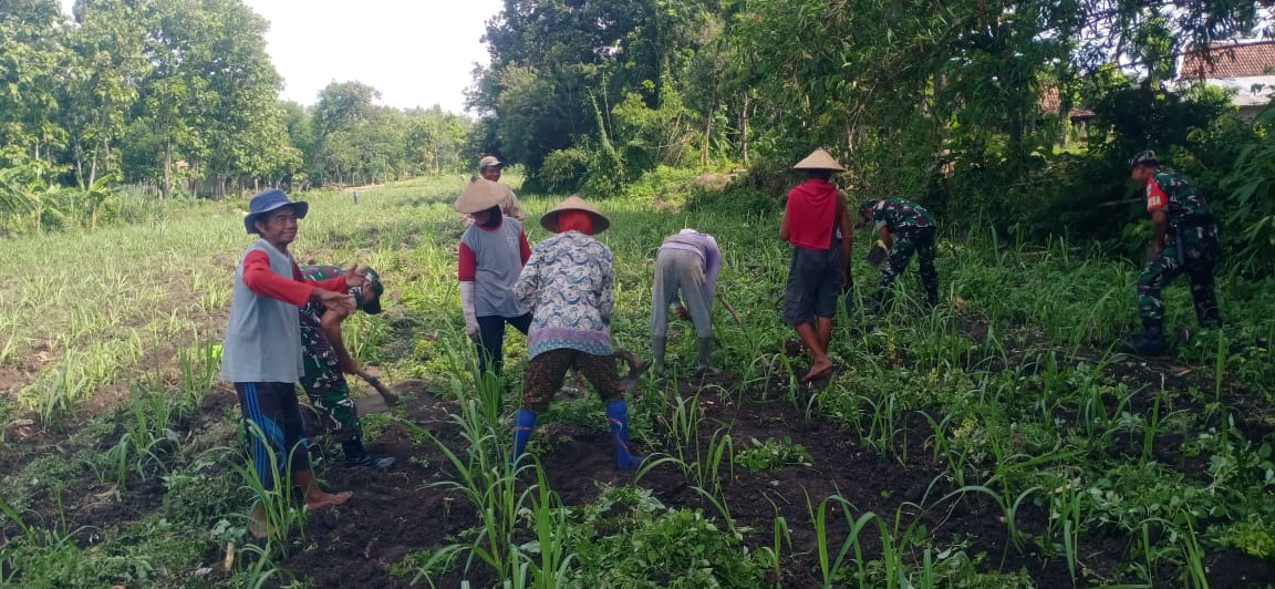 Babinsa Membantu Petani Bersihkan Rumput Di Lahan Jagung
