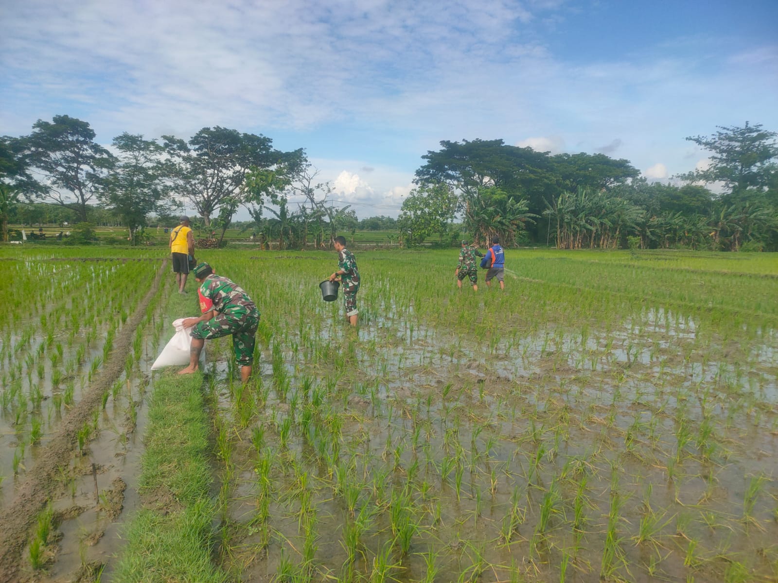 Pemupukan Padi oleh Petani di Dampingi Babinsa Tanggan, Gesi