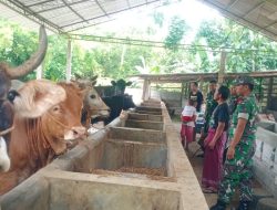 Terkait Wabah PMk, Babinsa Pantau dan Cek Kesehatan Ternak Milik Warga