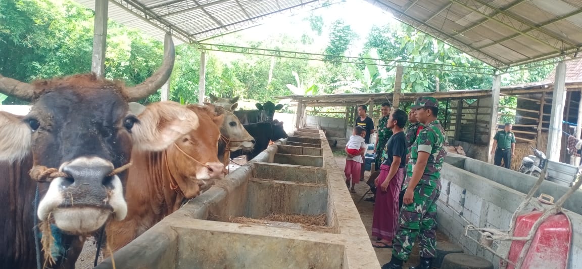 Terkait Wabah PMk, Babinsa Pantau dan Cek Kesehatan Ternak Milik Warga