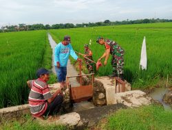 Babinsa Bantu Pompanisasi Lahan Sawah Milik Petani