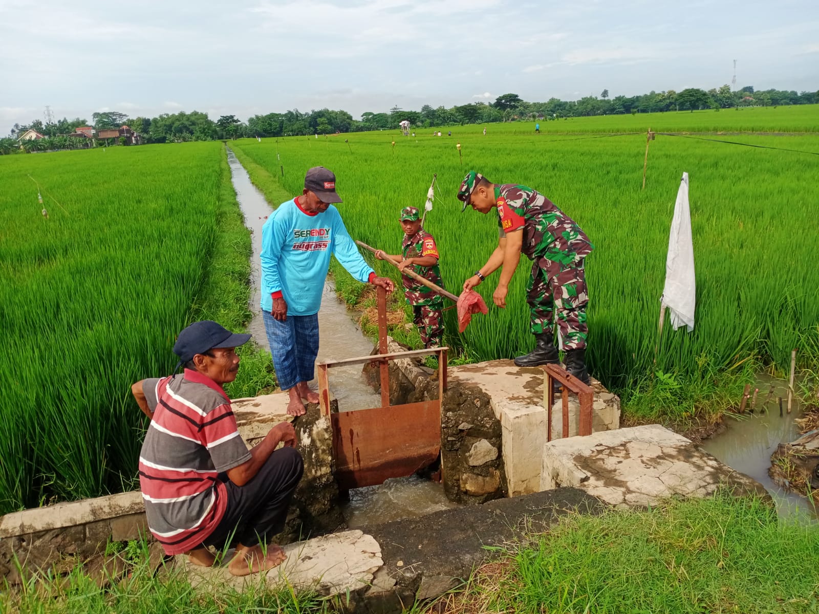 Babinsa Bantu Pompanisasi Lahan Sawah Milik Petani
