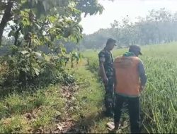 Sugito Dampingi Petani, Cek Tanaman Padi Program Pompanisasi Sugito Dampingi Petani, Cek Tanaman Padi Program Pompanisasi