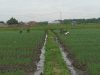 Babinsa Bantu Perawatan Tanaman Bawang Petani, Guna Dapatkan Panen Maksimal