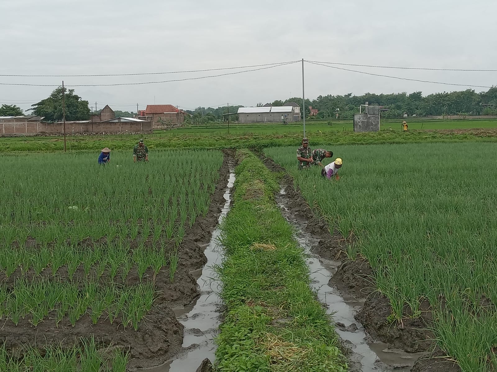 Babinsa Bantu Perawatan Tanaman Bawang Petani, Guna Dapatkan Panen Maksimal