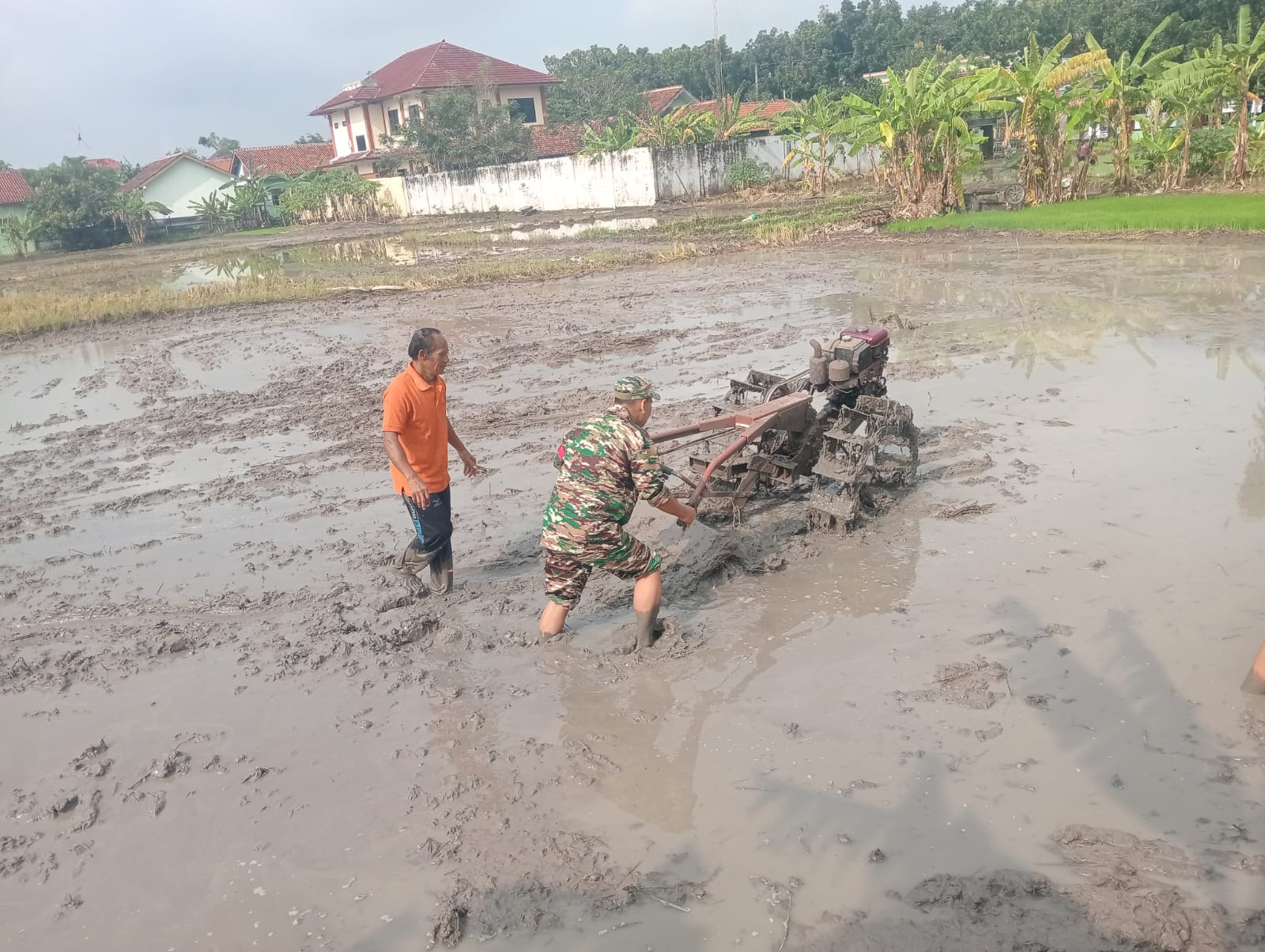 Percepat Masa Tanam, Babinsa Dampingi Petani Bantu Bajak Sawah  Dukuh Gandurejo Rt. 4/3 Kel. Gemolong, dikenal sebagai salah satu sentra produksi padi di daerah tersebut. Meskipun memiliki tanah yang subur, ketersediaan air yang terbatas menjadi tantangan tersendiri bagi para petani, di tengah tantangan tersebut, Serka S. Munawar dan dua anggota Koramil 15/Gemolong Kodim 0725/Sragen, hadir membantu petani membajak sawah, Jum’at (28/02/2025) Memasuki musim hujan, Serka Munawar menyatakan bahwa ini adalah waktu yang tepat bagi para petani untuk meningkatkan produktivitas mereka. Kehadirannya bersama anggota Koramil lainnya di sawah adalah bentuk dukungan terhadap program swasembada pangan yang dicanangkan pemerintah. “Karena sudah masuk musim hujan, kami turun ke sawah membantu petani demi menyukseskan program pemerintah yaitu swasembada pangan,” Kata Munawar. Munawar menambahkan bahwa sebagian besar lahan pertanian di Deukuh Gandurejo telah mulai diolah untuk ditanami padi. Dengan bantuan traktor, Babinsa bergantian dengan pemilik sawah untuk mempercepat proses pembajakan.   “Bantuan tenaga dari anggota Koramil ini merupakan wujud kepedulian terhadap masyarakat yang membutuhkan bantuan,” tandasnya. Pemilik sawah yang menerima bantuan mengaku sangat bersyukur atas kehadiran Babinsa. Dengan bantuan tersebut, proses pembajakan yang biasanya memakan waktu lama kini dapat diselesaikan hanya dalam setengah hari. “Saya menyampaikan terima kasih kepada Babinsa yang telah membantu petani, sehingga meringankan pekerjaan dan cepat selesai,” ungkap Sugeng salah satu petani.