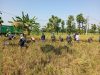 Ringankan Beban Poktan, Babinsa Bantu Panen Padi
