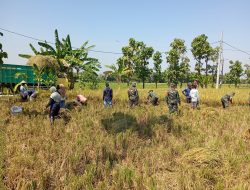 Ringankan Beban Poktan, Babinsa Bantu Panen Padi Ringankan Beban Poktan, Babinsa Bantu Panen Padi