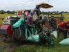 Babinsa Bantu Panen Padi Menggunakan Mesin Combi, Tingkatkan Produktivitas Petani