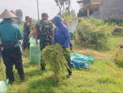 Wujud Dukungan TNI Terhadap Ketahanan Pangan, Babinsa Bantu Petani Panen Padi Wujud Dukungan TNI Terhadap Ketahanan Pangan, Babinsa Bantu Petani Panen Padi