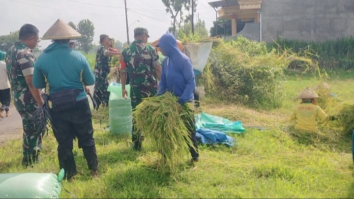 Wujud Dukungan TNI Terhadap Ketahanan Pangan, Babinsa Bantu Petani Panen Padi