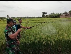 Wujud Nyata Dukungan TNI, Babinsa Bantu Penyemprotan