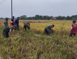 Inilah Upaya Babinsa Dalam Membantu Petani Panen Padi Inilah Upaya Babinsa Dalam Membantu Petani Panen Padi