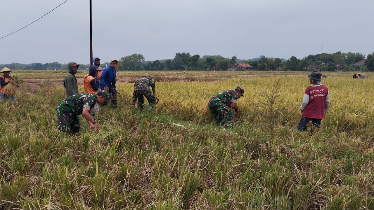 Inilah Upaya Babinsa Dalam Membantu Petani Panen Padi