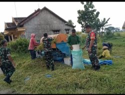 Guna Mengoptimalkan Hasil Panen, Babinsa Bantu Panen Guna Mengoptimalkan Hasil Panen, Babinsa Bantu Panen