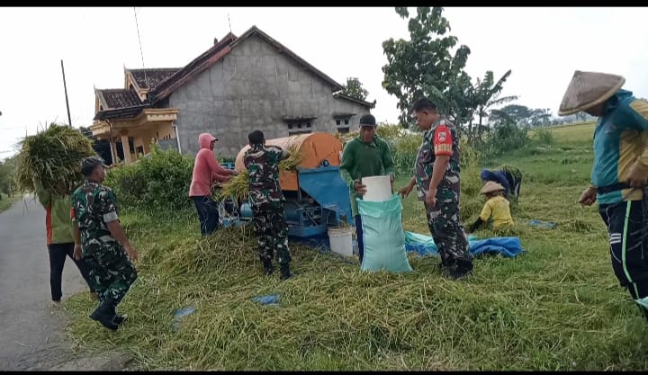 Guna Mengoptimalkan Hasil Panen, Babinsa Bantu Panen
