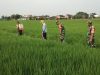 Antisipasi Hama, Babinsa Dampingi Petani Semprot Tanaman Padi
