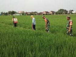 Antisipasi Hama, Babinsa Dampingi Petani Semprot Tanaman Padi Antisipasi Hama, Babinsa Dampingi Petani Semprot Tanaman Padi