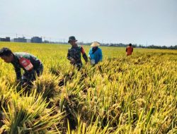 Mendukung Hanpangan Babinsa Bantu Panen Poktan Ngudi Rejeki