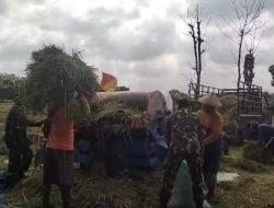 Sukseskan Hanpangan, Babinsa Bantu Poktan Panen Padi Sukseskan Hanpangan, Babinsa Bantu Poktan Panen Padi