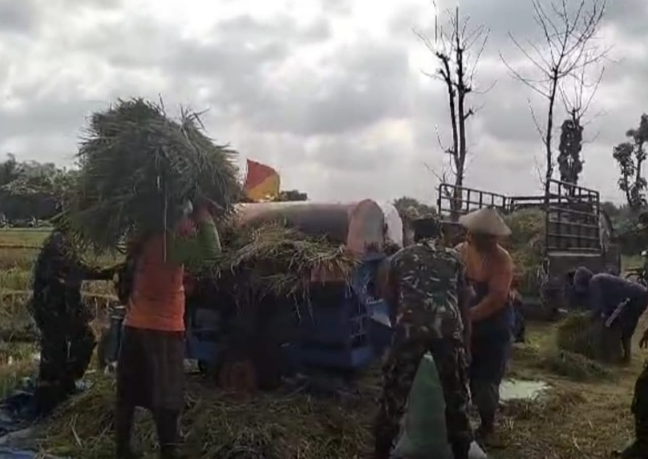Sukseskan Hanpangan, Babinsa Bantu Poktan Panen Padi