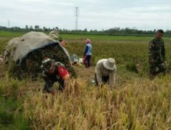 Babinsa Panen Raya Bersama Petani Wujud Kerja Sama yang Menghasilkan Kemakmuran Babinsa Panen Raya Bersama Petani Wujud Kerja Sama yang Menghasilkan Kemakmuran