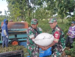 Babinsa Ikut Panen, Tunjukkan Kemanunggalan TNI-Rakyat Babinsa Ikut Panen, Tunjukkan Kemanunggalan TNI-Rakyat