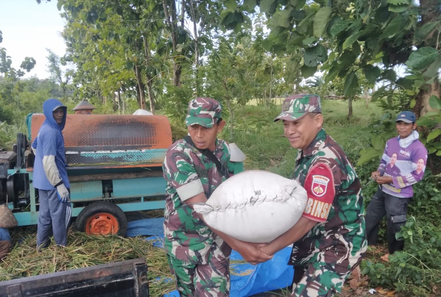 Babinsa Ikut Panen, Tunjukkan Kemanunggalan TNI-Rakyat
