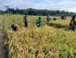 Babinsa Turun Sawah, Panen Bersama Petani Babinsa Turun Sawah, Panen Bersama Petani