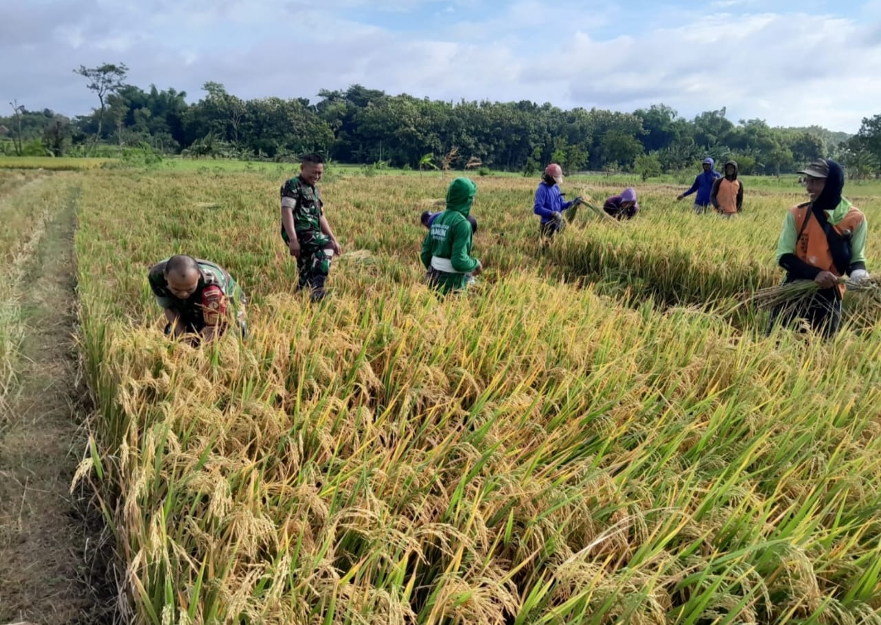 Babinsa Turun Sawah, Panen Bersama Petani