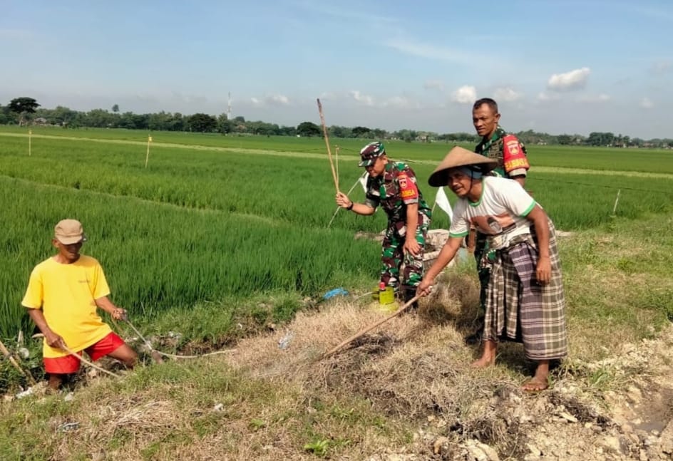Gropyokan, Alternatif Basmi Hama Tikus Tanpa Listrik