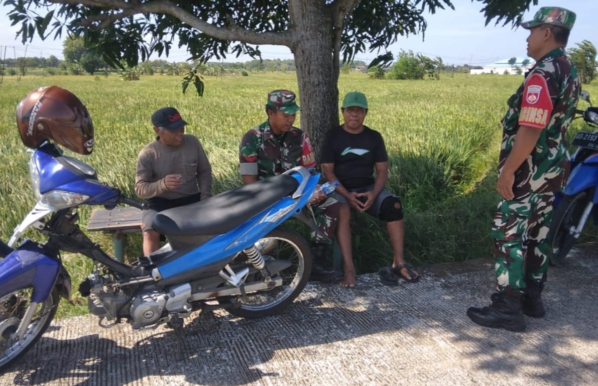 Babinsa Komsos dengan Petani Terkait Serap Gabah di Musim Panen
