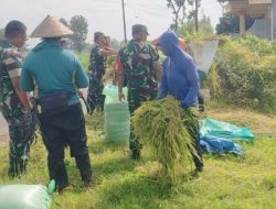 Bantu Panen Padi,  Babinsa Sampaikan Akan Selalu Dampingi Program Ketahanan Pangan
