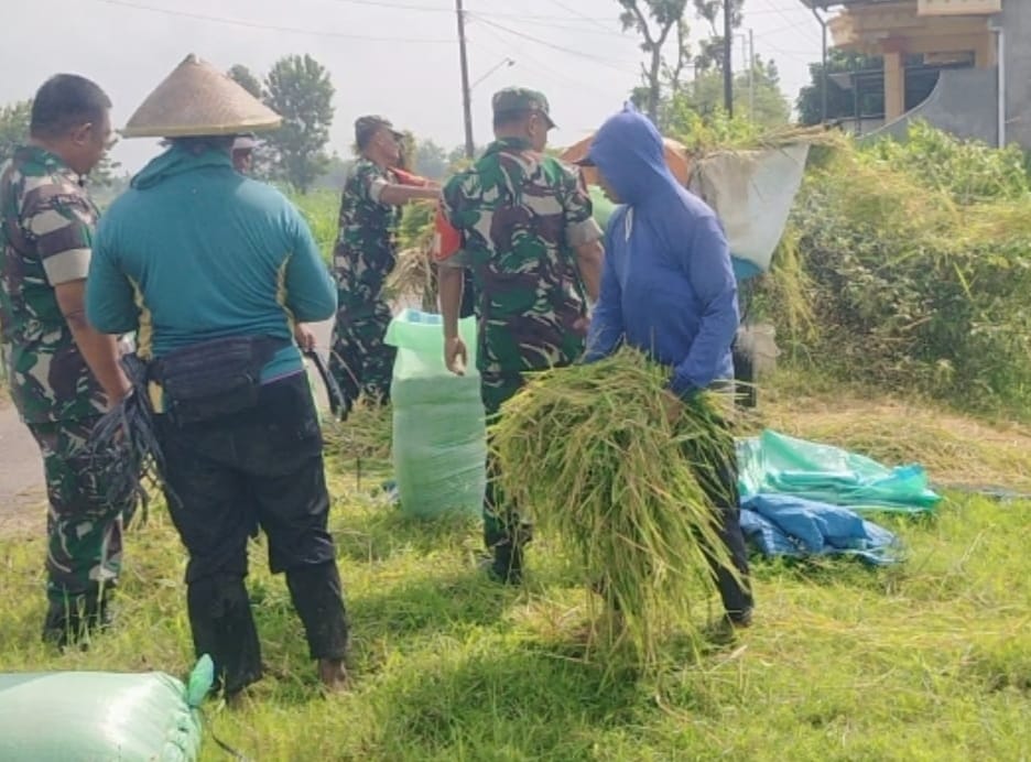 Bantu Panen Padi,  Babinsa Sampaikan Akan Selalu Dampingi Program Ketahanan Pangan