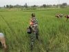 Babinsa Bantu Petani Pupuk Tanaman Padi Guna Capai Hasil yang Lebih Baik