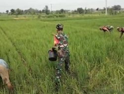 Babinsa Bantu Petani Pupuk Tanaman Padi Guna Capai Hasil yang Lebih Baik