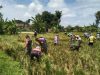 Babinsa Panen Raya Bareng Petani  Wujud Kerja Sama yang Menghasilkan