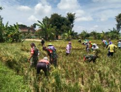 Babinsa Panen Raya Bareng Petani Wujud Kerja Sama yang Menghasilkan Babinsa Panen Raya Bareng Petani Wujud Kerja Sama yang Menghasilkan