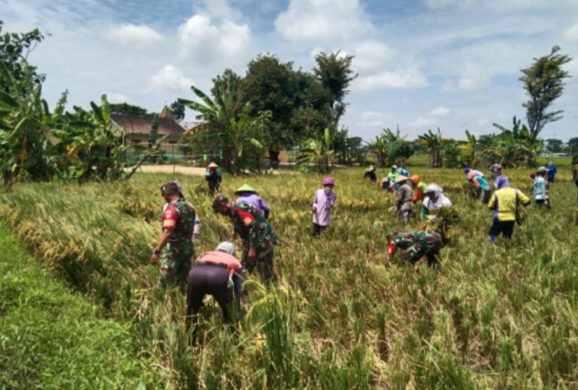 Babinsa Panen Raya Bareng Petani  Wujud Kerja Sama yang Menghasilkan