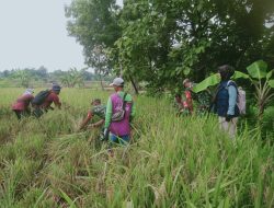 Babinsa dan PPL Panen Raya, Wujud Sinergitas Untuk Ketahanan Pangan Babinsa dan PPL Panen Raya, Wujud Sinergitas Untuk Ketahanan Pangan