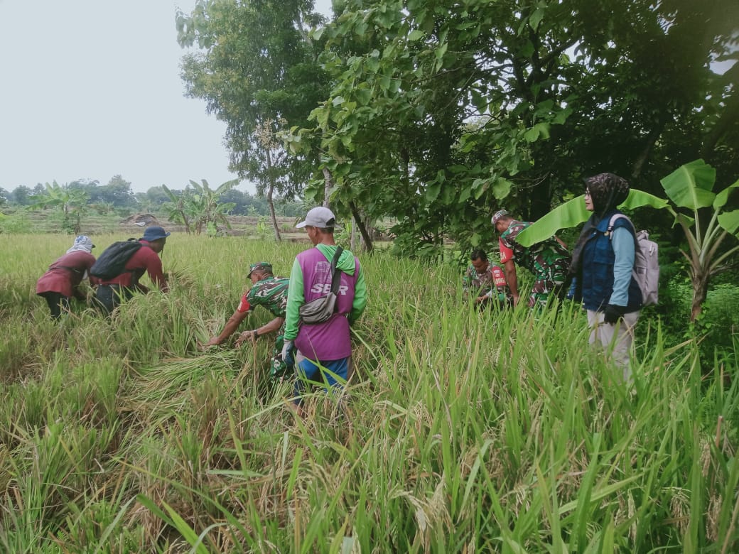 Babinsa dan PPL Panen Raya, Wujud Sinergitas Untuk Ketahanan Pangan