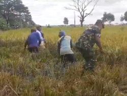 Sukseskan Program Ketahanan Pangan Babinsa Bantu Petani Panen Padi