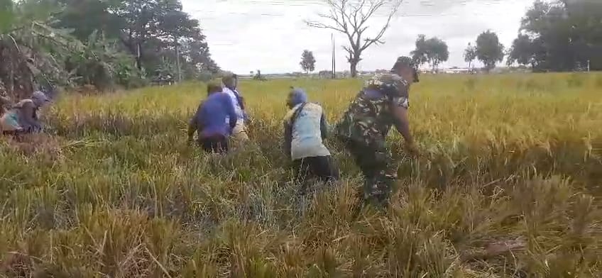Sukseskan Program Ketahanan Pangan Babinsa Bantu Petani Panen Padi