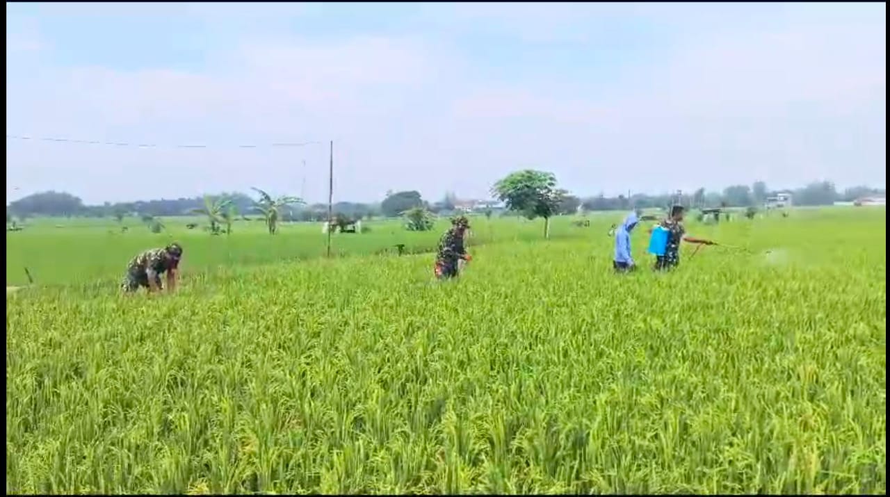 Babinsa Lakukan Penyemprotan Ini Manfaatnya