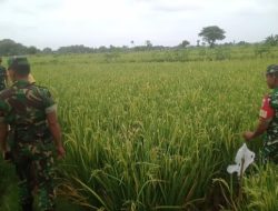Babinsa Pantau Pertumbuhan Padi Jelang Panen Raya Babinsa Pantau Pertumbuhan Padi Jelang Panen Raya