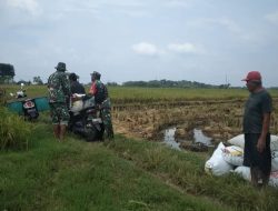 Babinsa Bantu Warga Mengangkut Hasil Panen Padi Babinsa Bantu Warga Mengangkut Hasil Panen Padi